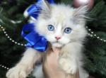 Henry - Ragdoll Cat For Sale - Gaithersburg, MD, US