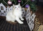 Eddie - Ragdoll Kitten For Sale - Gaithersburg, MD, US