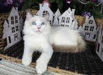 Gary - Ragdoll Cat For Sale - Gaithersburg, MD, US