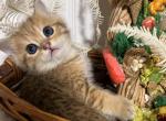 British golden chinchilla kitten - British Shorthair Cat For Sale - Staten Island, NY, US