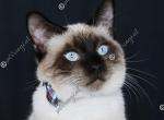 Mochaccino - Siamese Cat For Sale - MO, US