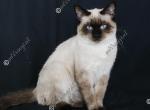 Mochaccino - Siamese Cat For Sale - MO, US