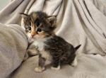 CFA registered Ember - Maine Coon Kitten For Sale - San Antonio, TX, US