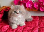 Benjamin - British Shorthair Kitten For Sale - Miami, FL, US