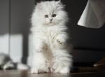 Milky - Scottish Straight Kitten For Sale - 