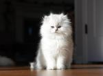 Oliver - Scottish Straight Kitten For Sale - Hillsdale, NJ, US