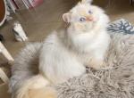 Scottish Kilt Standard LH male - Munchkin Cat For Sale - Sun City Center, FL, US