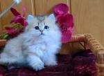 Milana - British Shorthair Kitten For Sale - Miami, FL, US