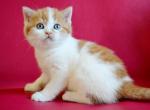 Lukas - Scottish Straight Kitten For Sale - Miami, FL, US