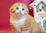 Liya - Scottish Fold Kitten For Sale - Hollywood, FL, US