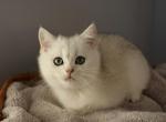 Scottish Kitten - Scottish Straight Kitten For Sale - Bellingham, WA, US