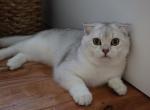 Scottish straight - Scottish Straight Cat For Sale - Bellingham, WA, US