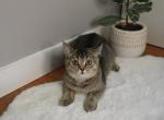 Scottish Kitty - Scottish Straight Cat For Sale - Bellingham, WA, US