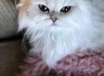 Aristocats - Persian Kitten For Sale - 
