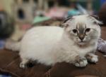 Penelope - Munchkin Cat For Sale - Joplin, MO, US