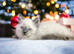 Queenie - Munchkin Kitten For Sale - Joplin, MO, US