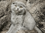 khabib - Scottish Fold Kitten For Sale - Sacramento, CA, US