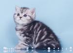 Alisa - British Shorthair Cat For Sale - Houston, TX, US