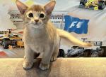 Oskar - Abyssinian Cat For Sale - Odesa, Odessa Oblast, UA