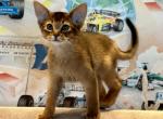 Magick - Abyssinian Kitten For Sale - Odesa, Odessa Oblast, UA