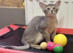 Kazak - Abyssinian Kitten For Sale - Odesa, Odessa Oblast, UA