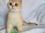 Silver - British Shorthair Kitten For Sale - 
