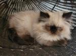 Willow's kittens - Himalayan Cat For Sale - Greenville, OH, US