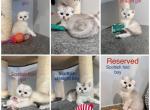 Purebred Scottish kittens - Scottish Fold Kitten For Sale - Minneapolis, MN, US