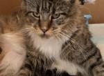 Litter D - Maine Coon Kitten For Sale - Jonestown, PA, US