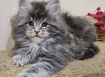 Topaz - Maine Coon Kitten For Sale - Miami, FL, US