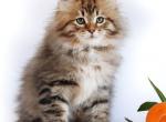 Kupriyan - Siberian Cat For Sale - Norwalk, CT, US