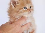 Lukyan - Siberian Kitten For Sale - Norwalk, CT, US