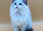 Persey - Ragdoll Cat For Sale - Miami, FL, US