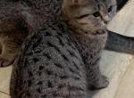 Scottish straight female - Scottish Fold Kitten For Sale - Philadelphia, PA, US