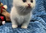 Cream lynx female - Minuet Cat For Sale - West Branch, MI, US