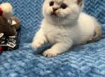 Chocolate Lynx point - Minuet Kitten For Sale - West Branch, MI, US