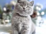 Mint - British Shorthair Cat For Sale - WA, US