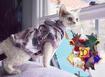 Fortune - Devon Rex Kitten For Sale - Spokane, WA, US