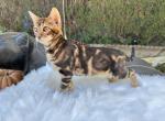 Toyger Kitten - Toyger Kitten For Sale - 