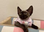 Solid Blk Girl - Devon Rex Cat For Sale - Fontana, CA, US