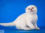 Mia - Scottish Fold Cat For Sale - Hollywood, FL, US