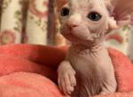 Leon - Sphynx Kitten For Sale - Brooklyn, NY, US