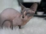 Dgem - Bambino Cat For Sale - Brooklyn, NY, US