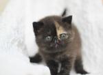 Shalunya - Exotic Cat For Sale - Norwalk, CT, US