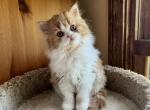 Orange - Scottish Straight Kitten For Sale - Plymouth, MA, US
