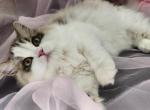 iCandy RagaMuffins - Ragamuffin Kitten For Sale - PA, US