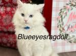 Fluffy Ball Blue - Ragdoll Kitten For Sale - NC, US