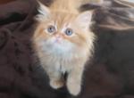 Zingo &Ringo - Himalayan Kitten For Sale - Dallas, TX, US