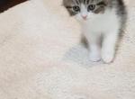 Moe - Himalayan Kitten For Sale - Dallas, TX, US