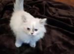 Tito - Ragdoll Kitten For Sale - Dallas, TX, US